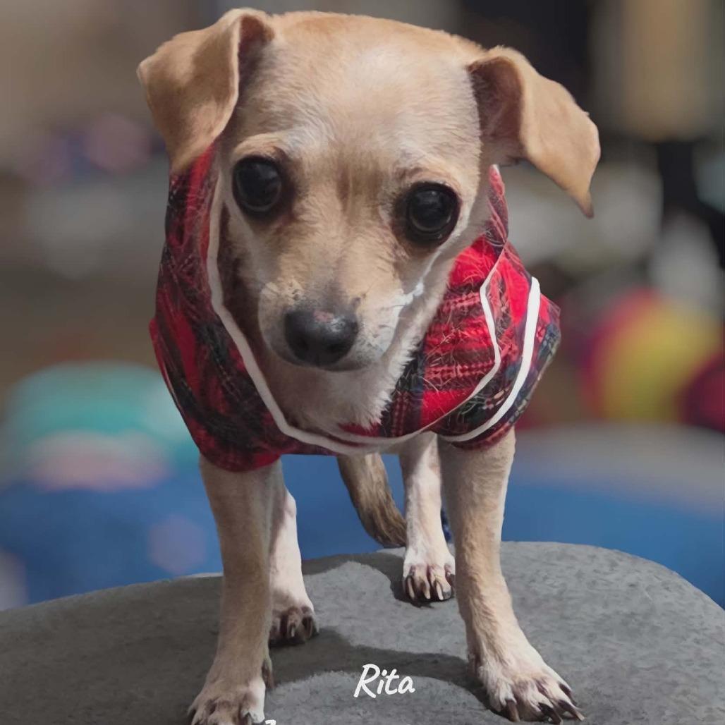 RITA, a Adoptable Chihuahua in Loves Park, IL image 2/2