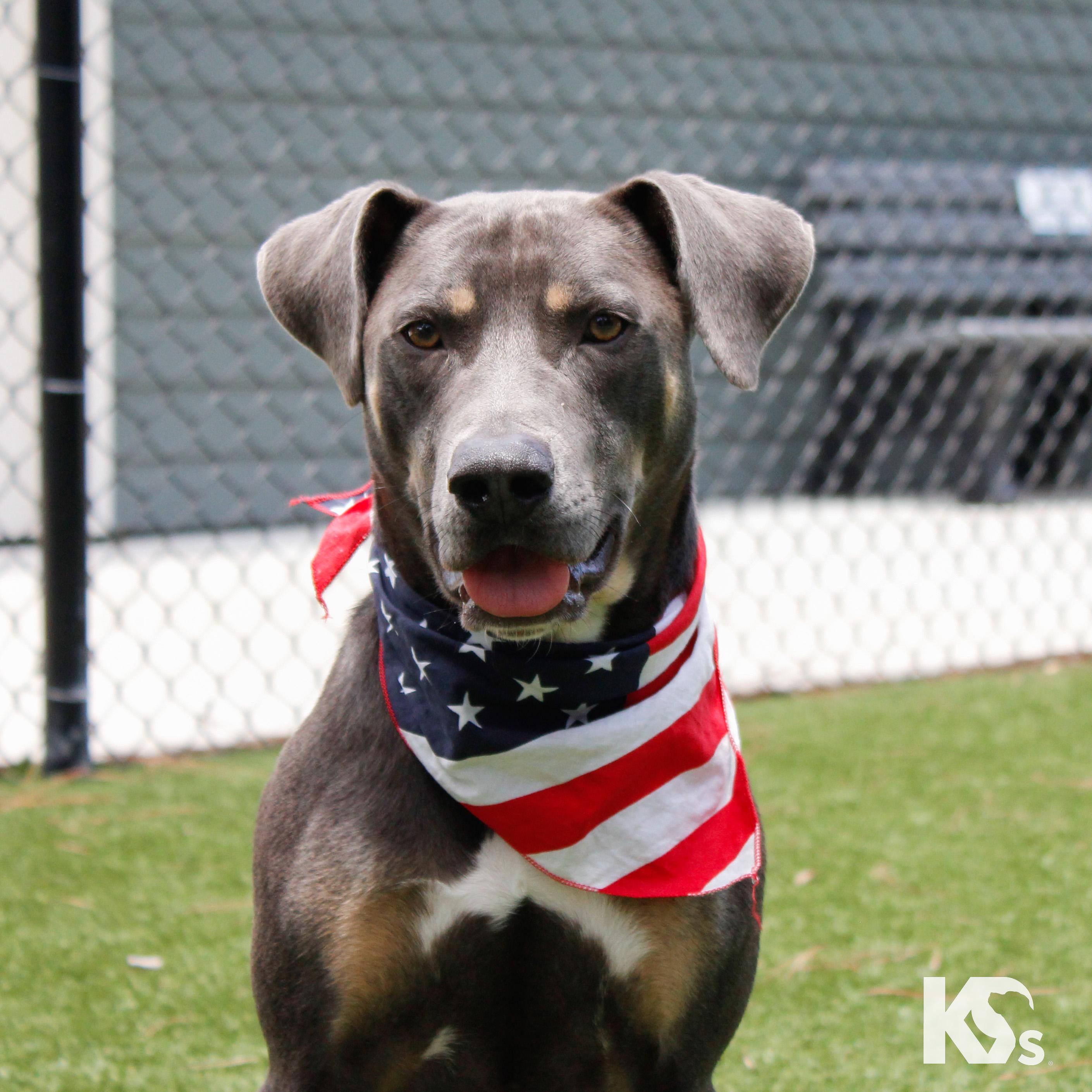 Gabe, Young Male Weimaraner