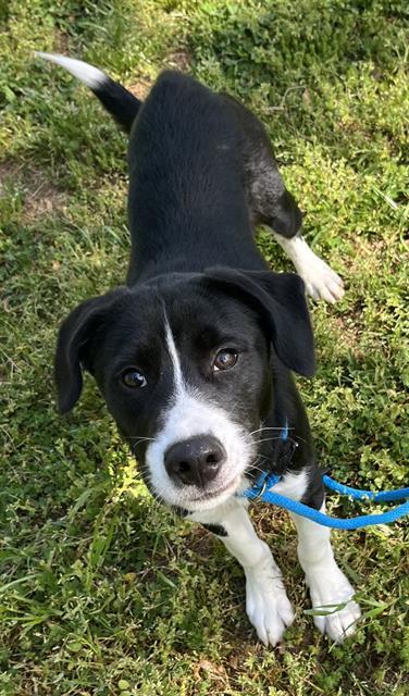DIESEL, Adoptable, Puppy Male Labrador Retriever & Mixed Breed.
