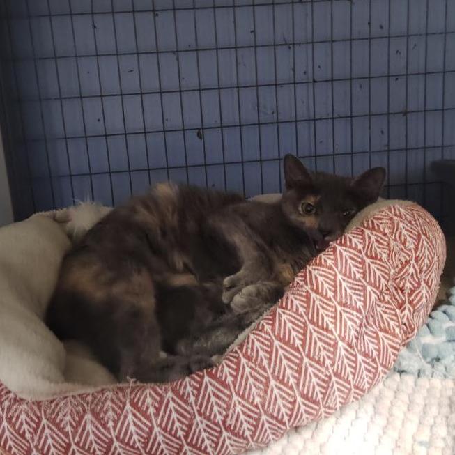 Enlarge Sarah, a Adoptable Domestic Short Hair in Tipton, IA image 1/1