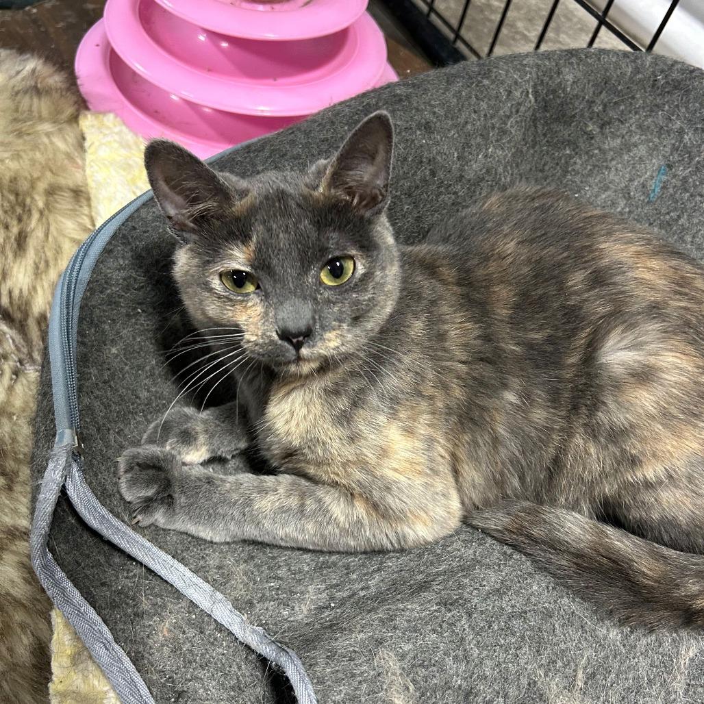 Enlarge Sarah, a Adoptable Domestic Short Hair in Tipton, IA image 2/3