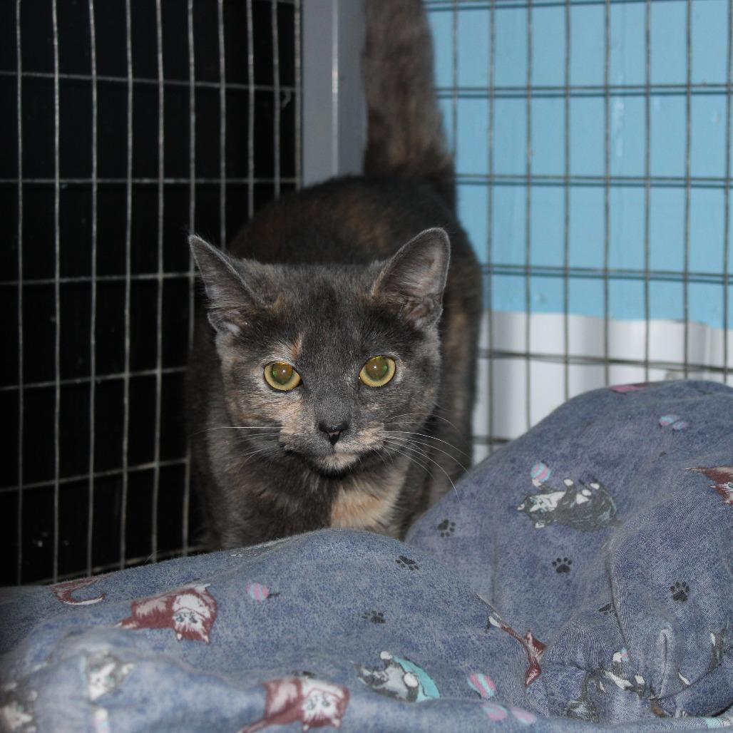 Enlarge Sarah, a Adoptable Domestic Short Hair in Tipton, IA image 3/3