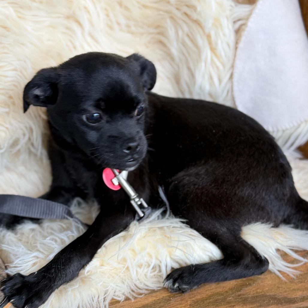 RAZZLE, Adoptable, Puppy Male Pug.