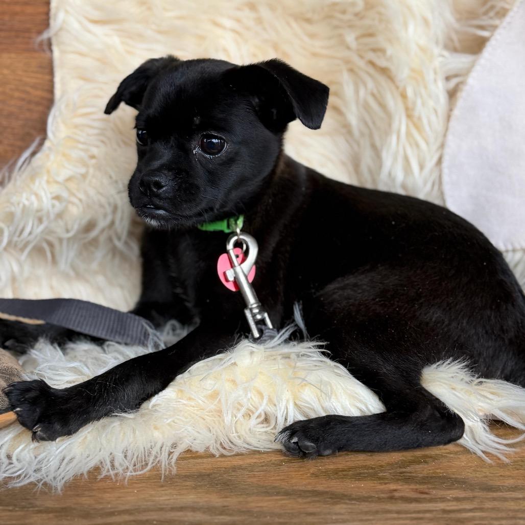 Enlarge RAZZLE, a Adoptable mixed breed in Atco, NJ image 2/6