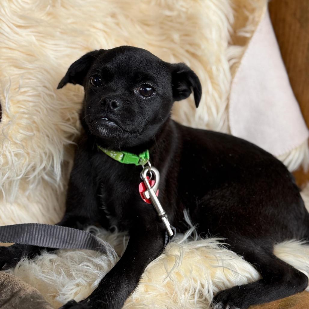 Enlarge RAZZLE, a Adoptable mixed breed in Atco, NJ image 3/6