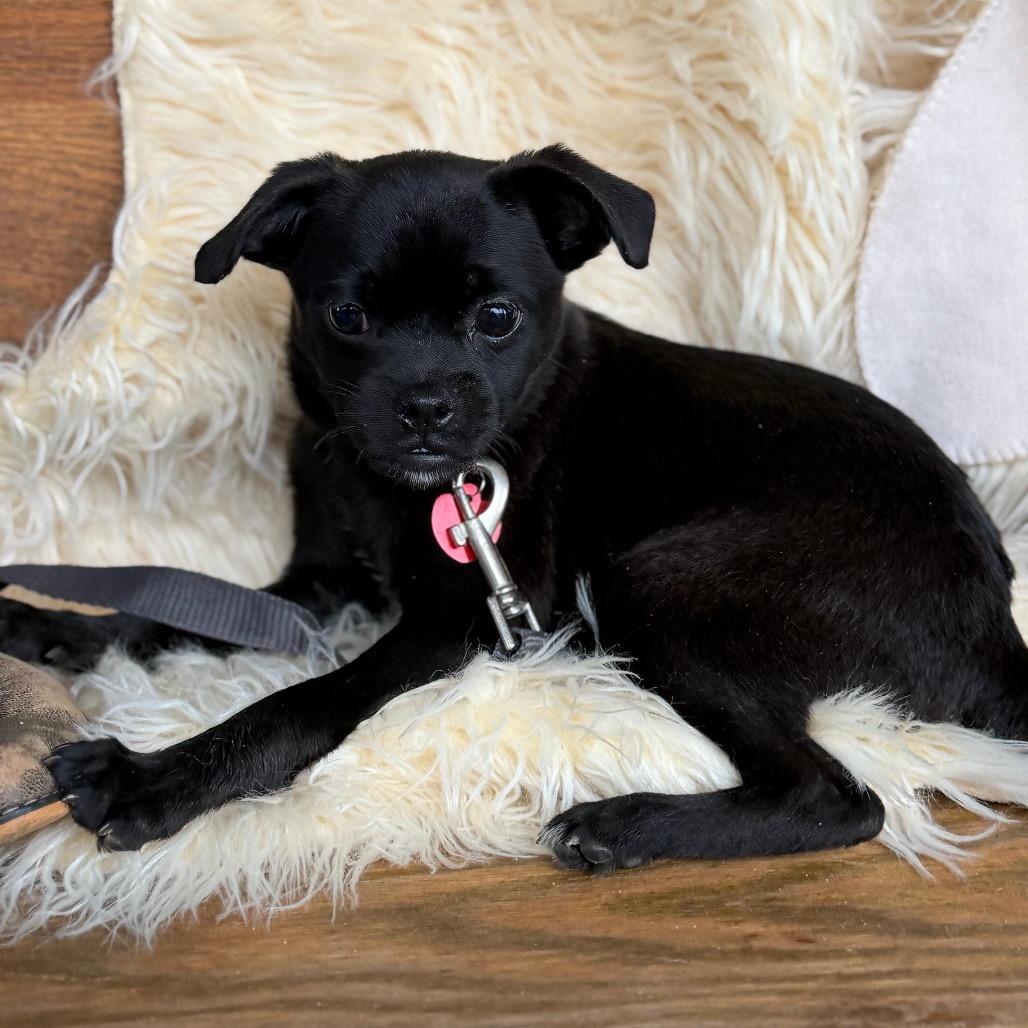 Enlarge RAZZLE, a Adoptable mixed breed in Atco, NJ image 4/6