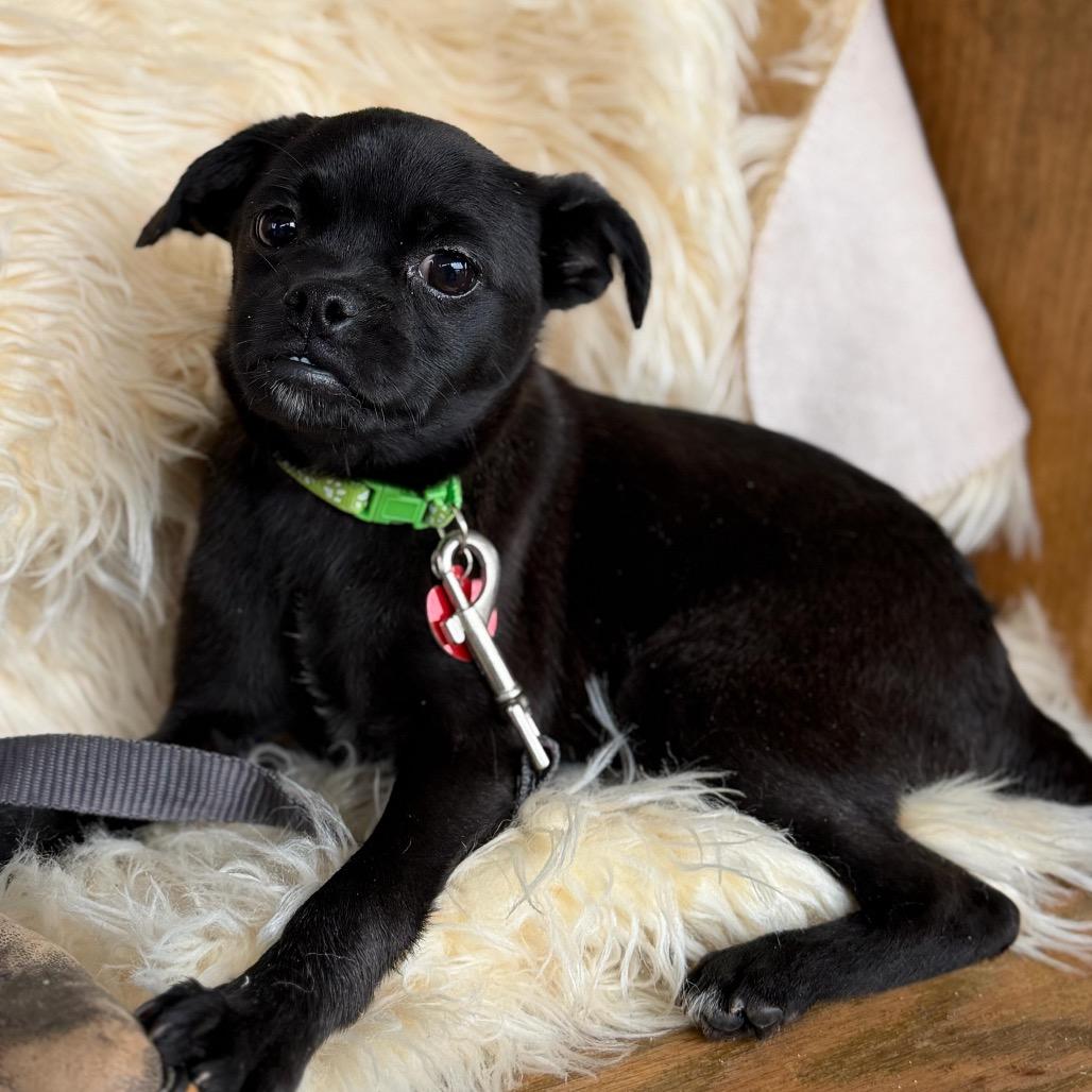 Enlarge RAZZLE, a Adoptable mixed breed in Atco, NJ image 5/6