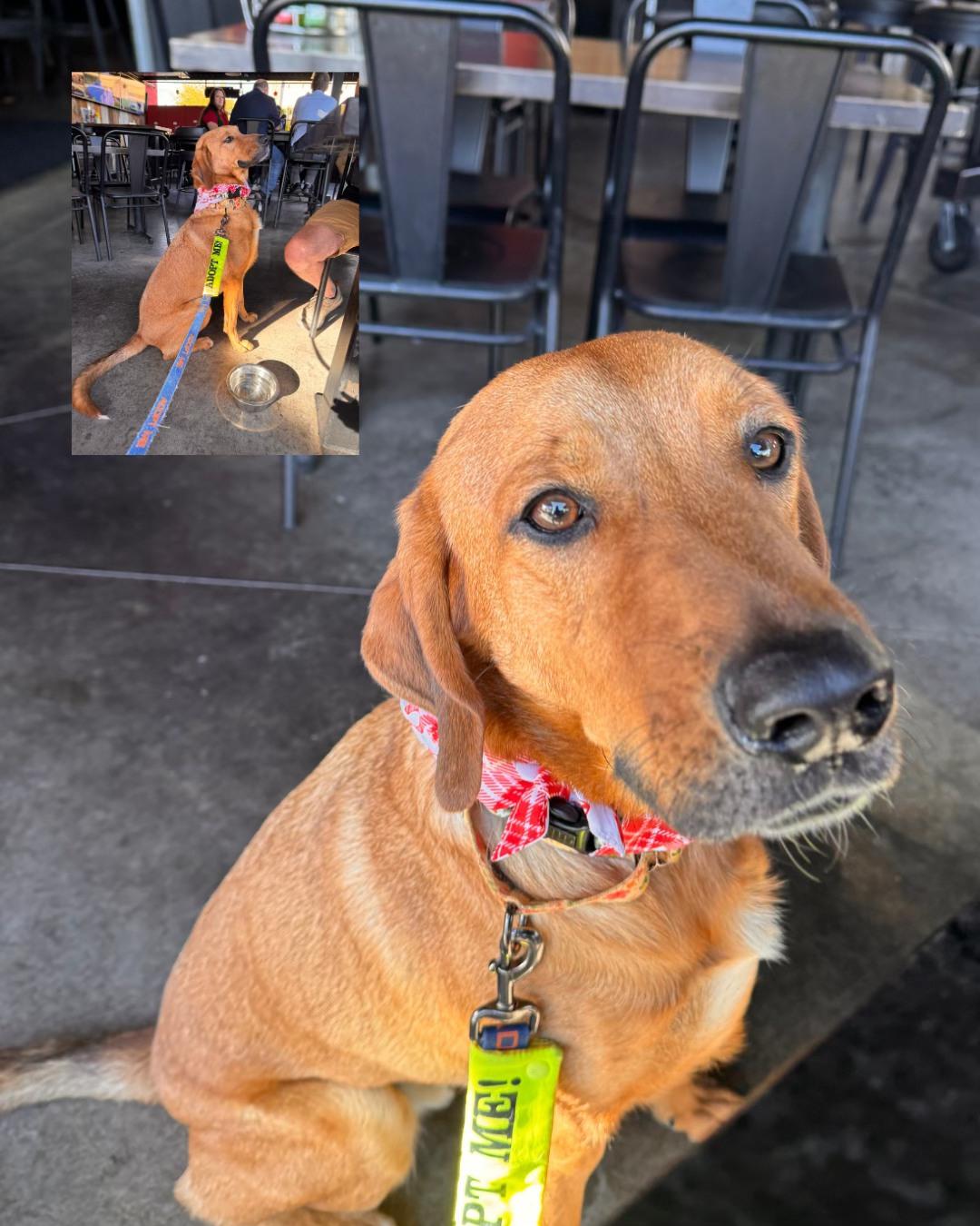 Enlarge Odie, a Adoptable Redbone Coonhound in Phoenix, AZ image 1/5