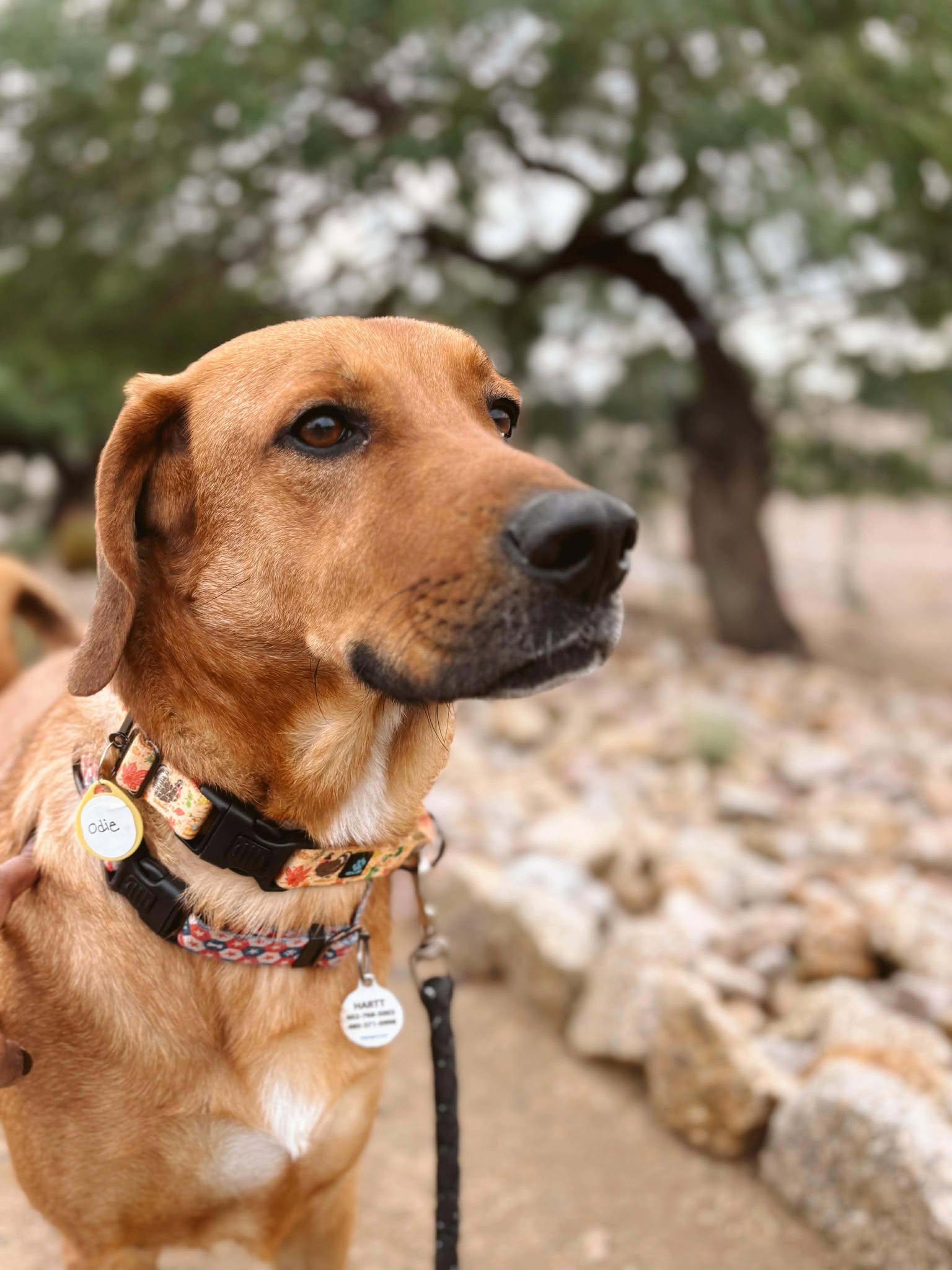 Odie, Adoptable, Adult Male Redbone Coonhound.