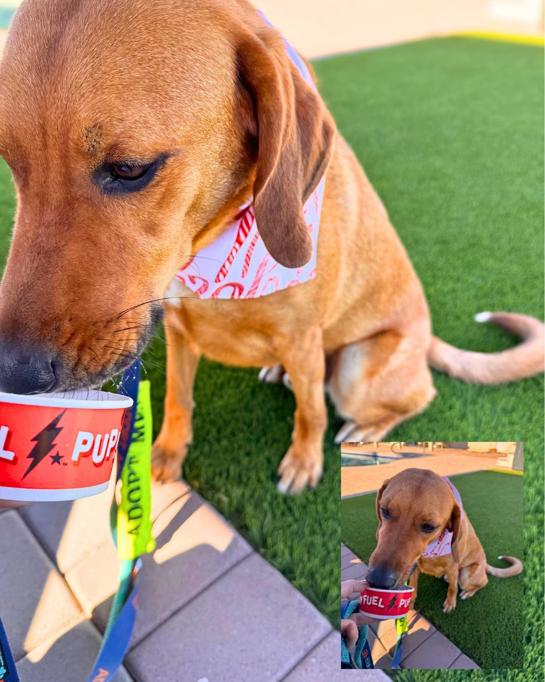 Enlarge Odie, a Adoptable Redbone Coonhound in Phoenix, AZ image 2/5