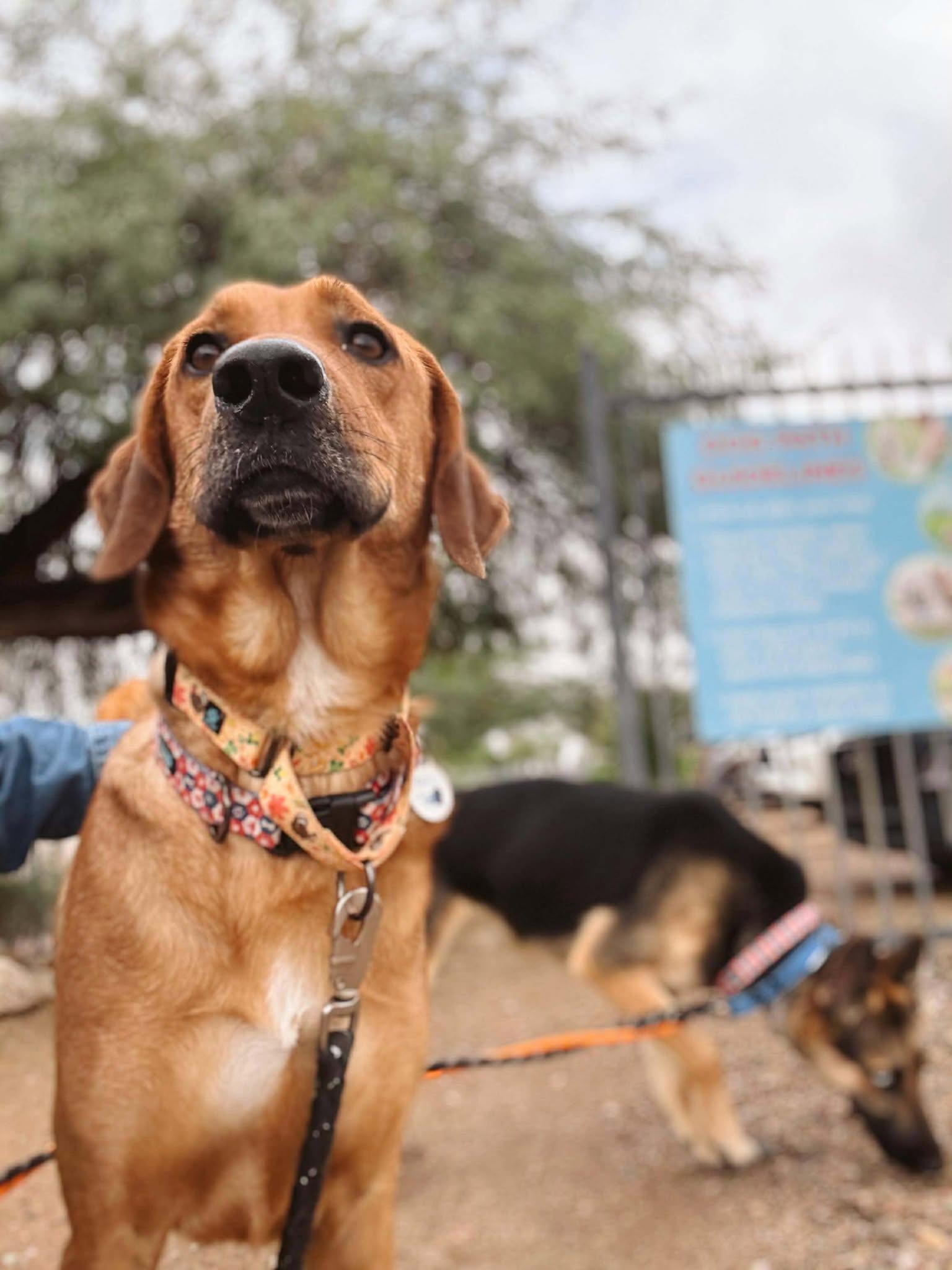 Enlarge Odie, a Adoptable Redbone Coonhound in Phoenix, AZ image 3/6