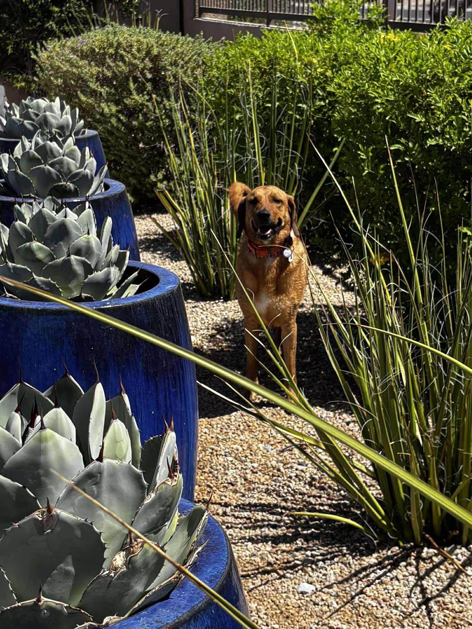 Enlarge Odie, a Adoptable Redbone Coonhound in Phoenix, AZ image 4/6