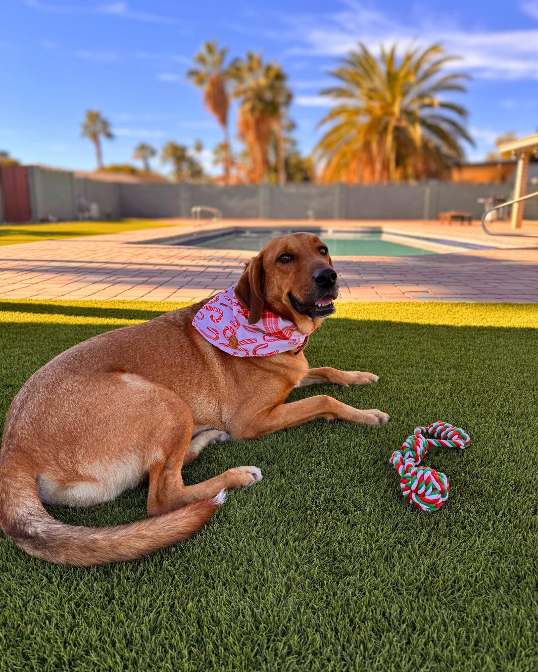 Enlarge Odie, a Adoptable Redbone Coonhound in Phoenix, AZ image 3/5