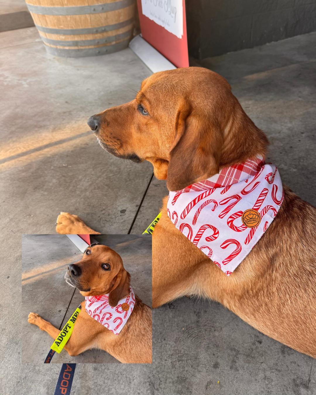 Enlarge Odie, a Adoptable Redbone Coonhound in Phoenix, AZ image 4/5