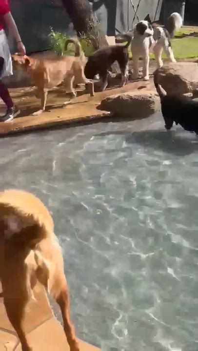 Enlarge Odie, a Adoptable Redbone Coonhound in Phoenix, AZ video 5/6