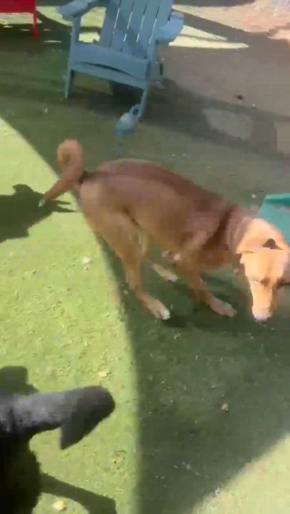 Enlarge Odie, a Adoptable Redbone Coonhound in Phoenix, AZ video 6/6