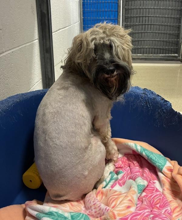Barkley, Adoptable, Adult Male Standard Schnauzer.