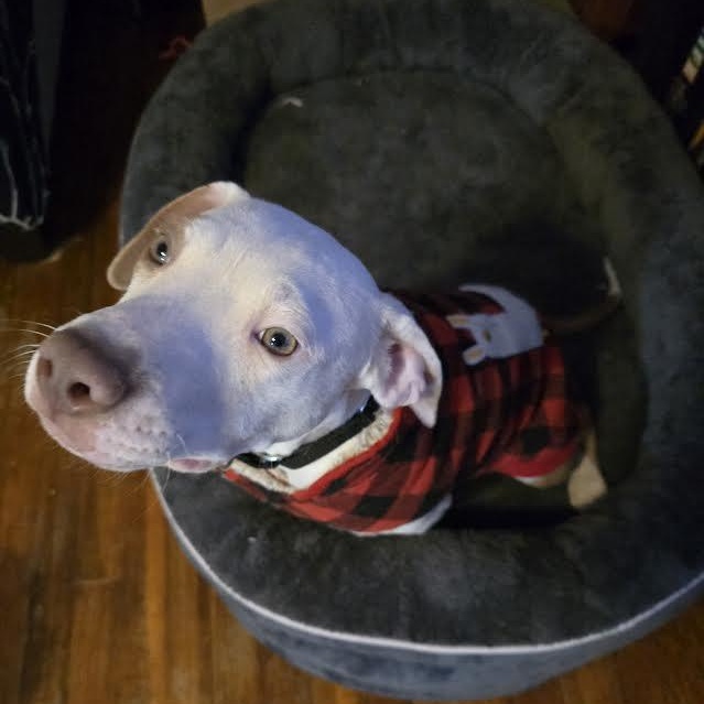 Queso , a Adoptable mixed breed in Midlothian, VA image 6/6