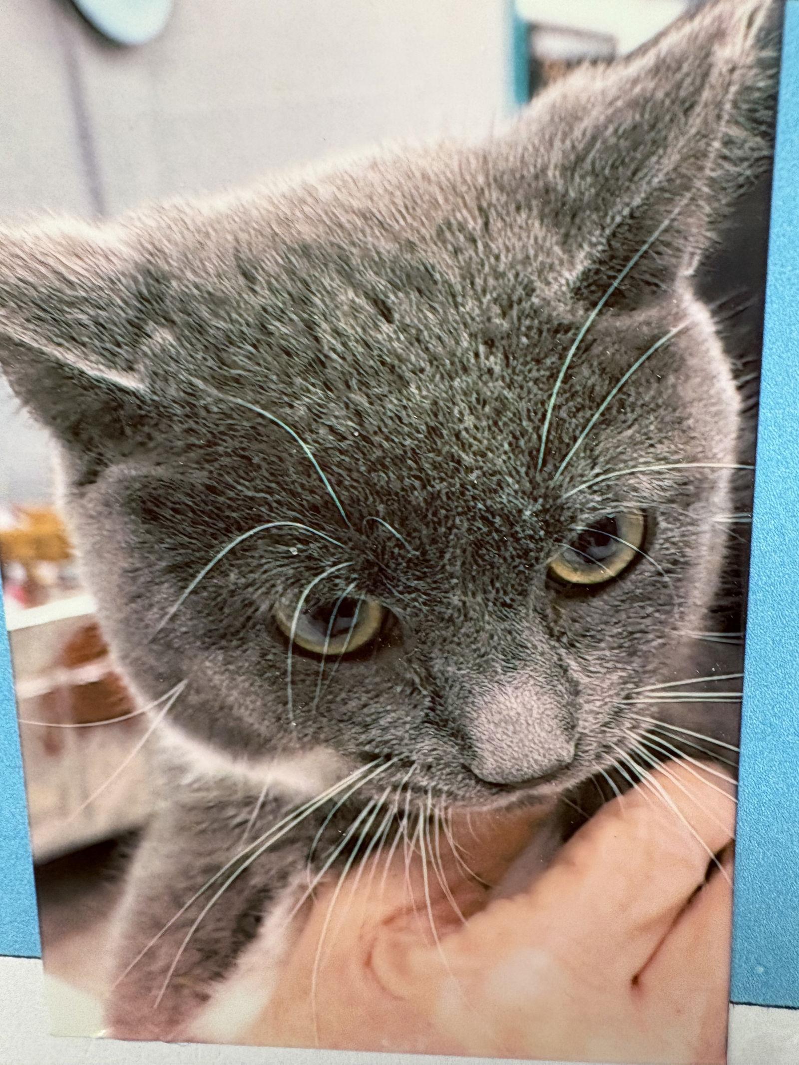 Enlarge Noelle, a Adoptable Domestic Short Hair in Pittsburgh, PA image 1/1