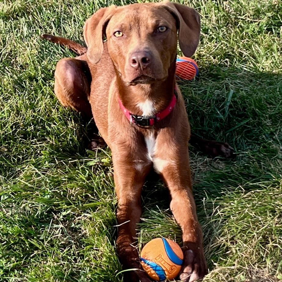Enlarge Tito, a Adoptable mixed breed in Columbia, MO image 1/6