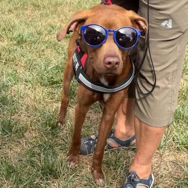 Enlarge Tito, a Adoptable mixed breed in Columbia, MO image 3/6