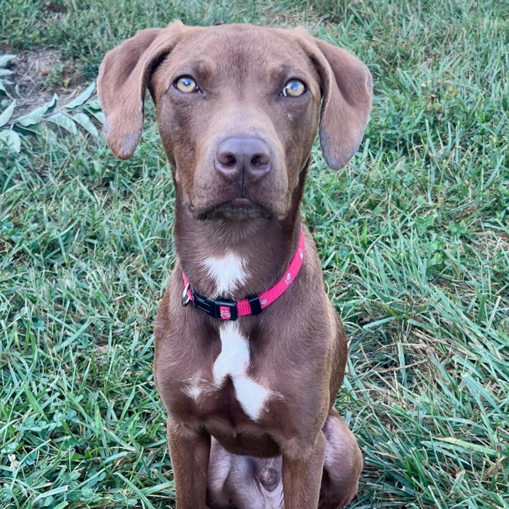 Enlarge Tito, a Adoptable mixed breed in Columbia, MO image 2/6