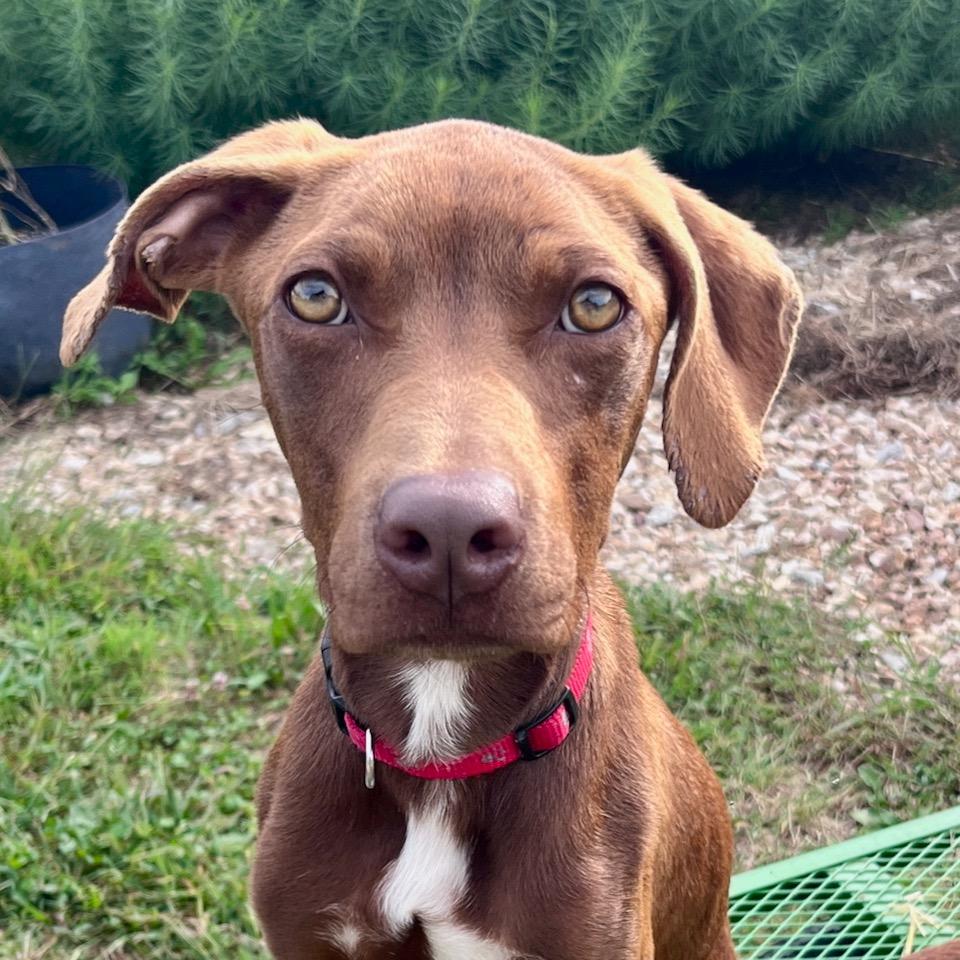 Enlarge Tito, a Adoptable mixed breed in Columbia, MO image 6/6