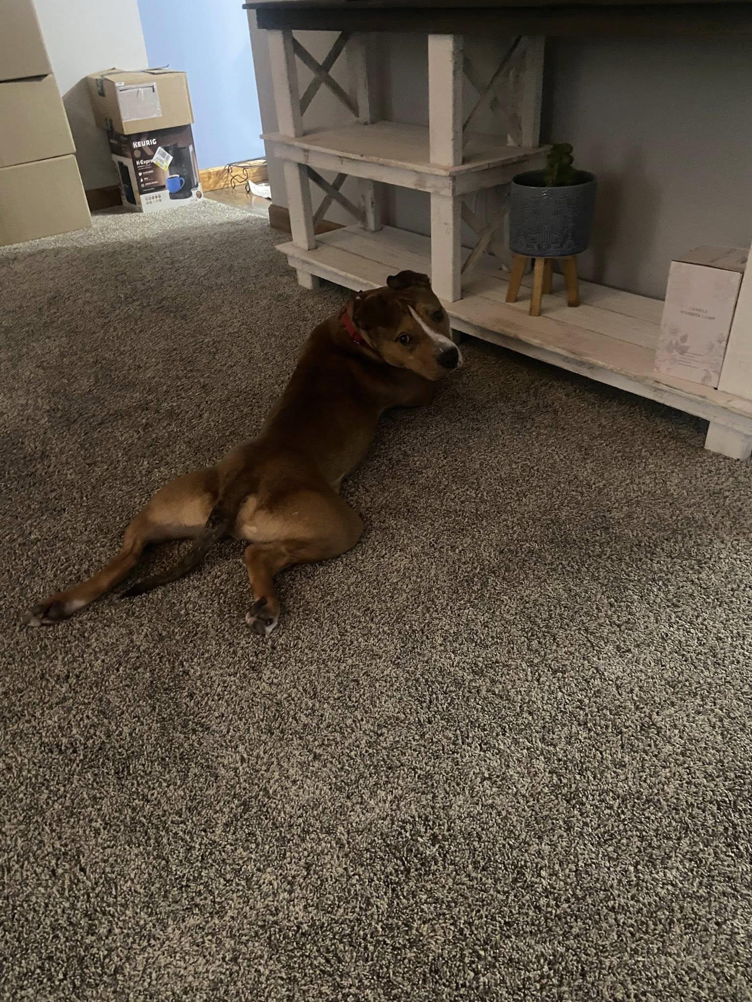 Scooter! Dog Friendly! , ADOPTABLE, Young Male American Staffordshire Terrier & Pit Bull Terrier.