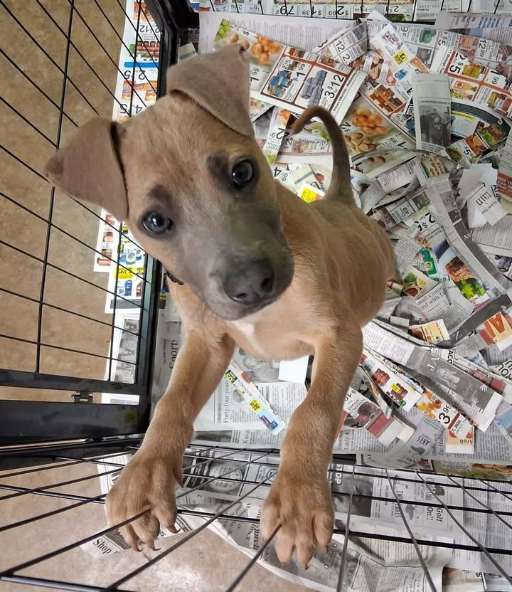 Tanner - k013, ADOPTABLE, Puppy Male Mixed Breed.