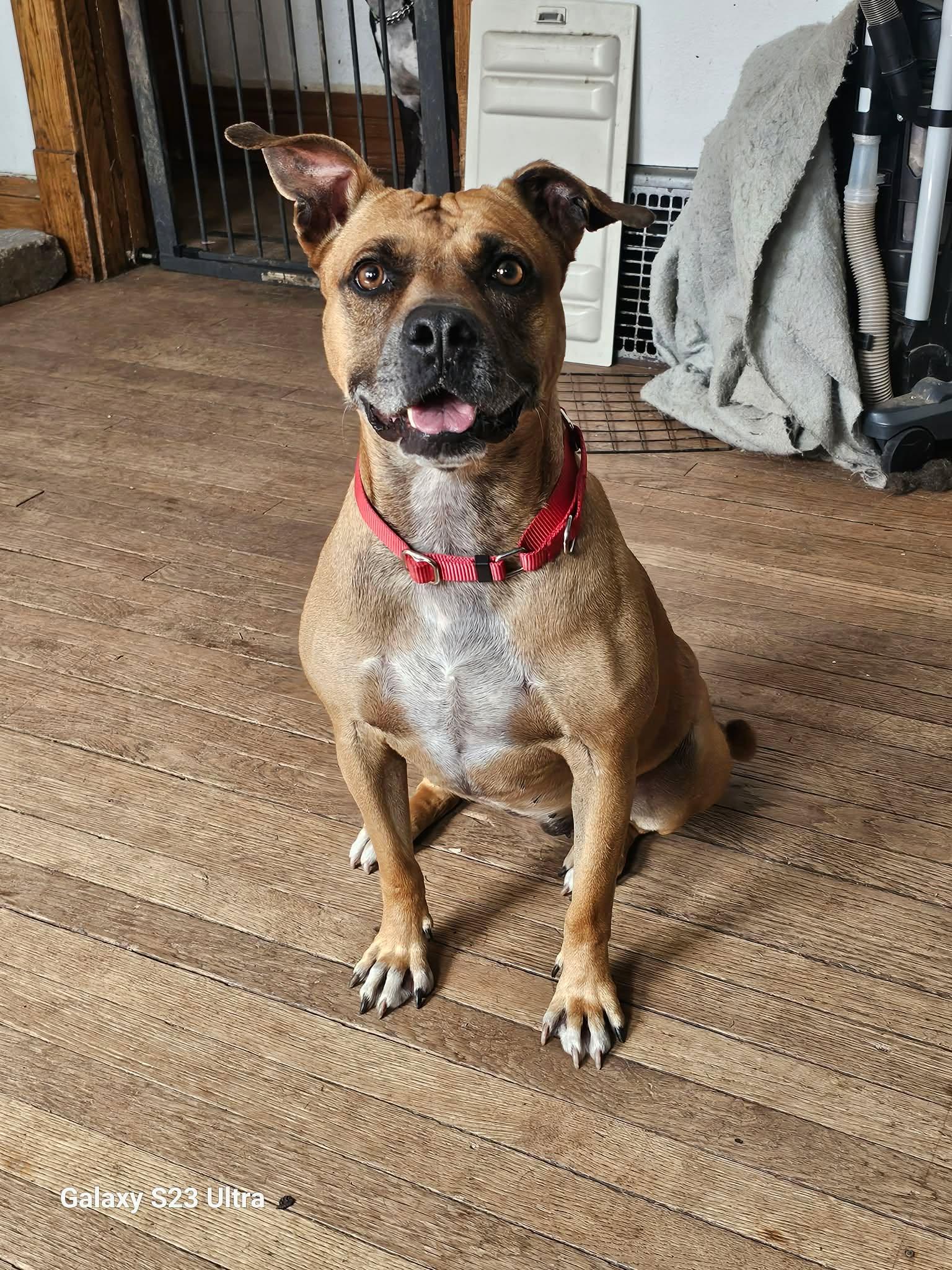 Enlarge Stacey, a Adopted Boxer in Waterloo, IA image 1/1