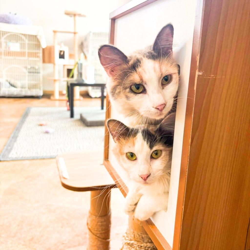 Nectarine (bonded with Tangerine)