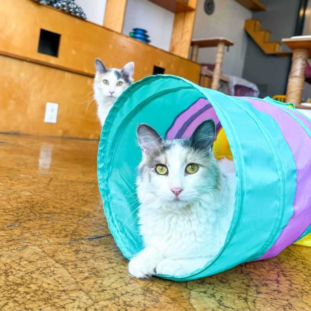 Nectarine (bonded with Tangerine) — thumbnail 2