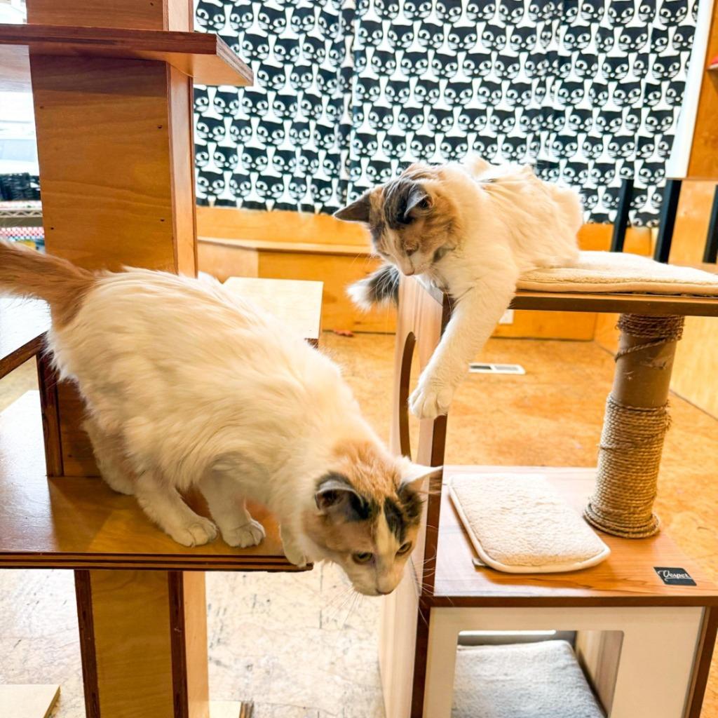 Nectarine (bonded with Tangerine) — thumbnail 3