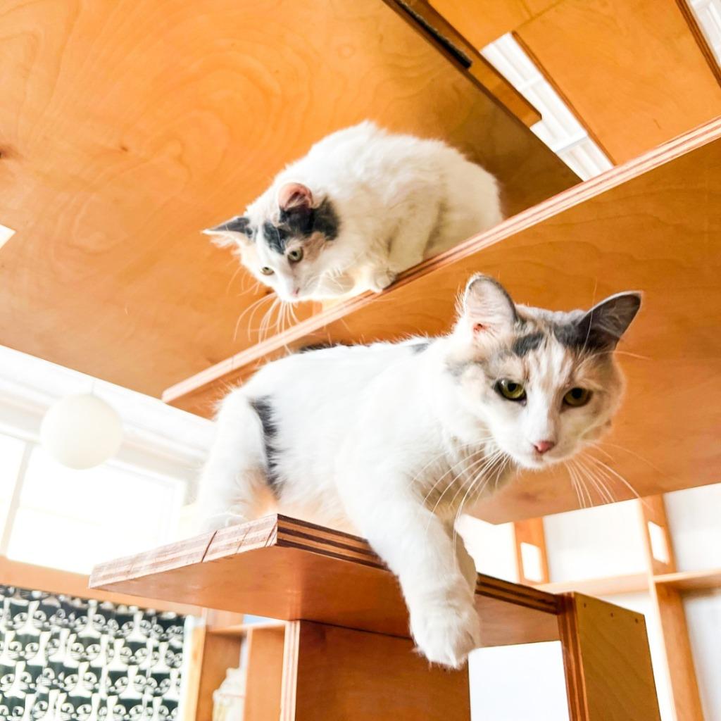 Nectarine (bonded with Tangerine) — thumbnail 4