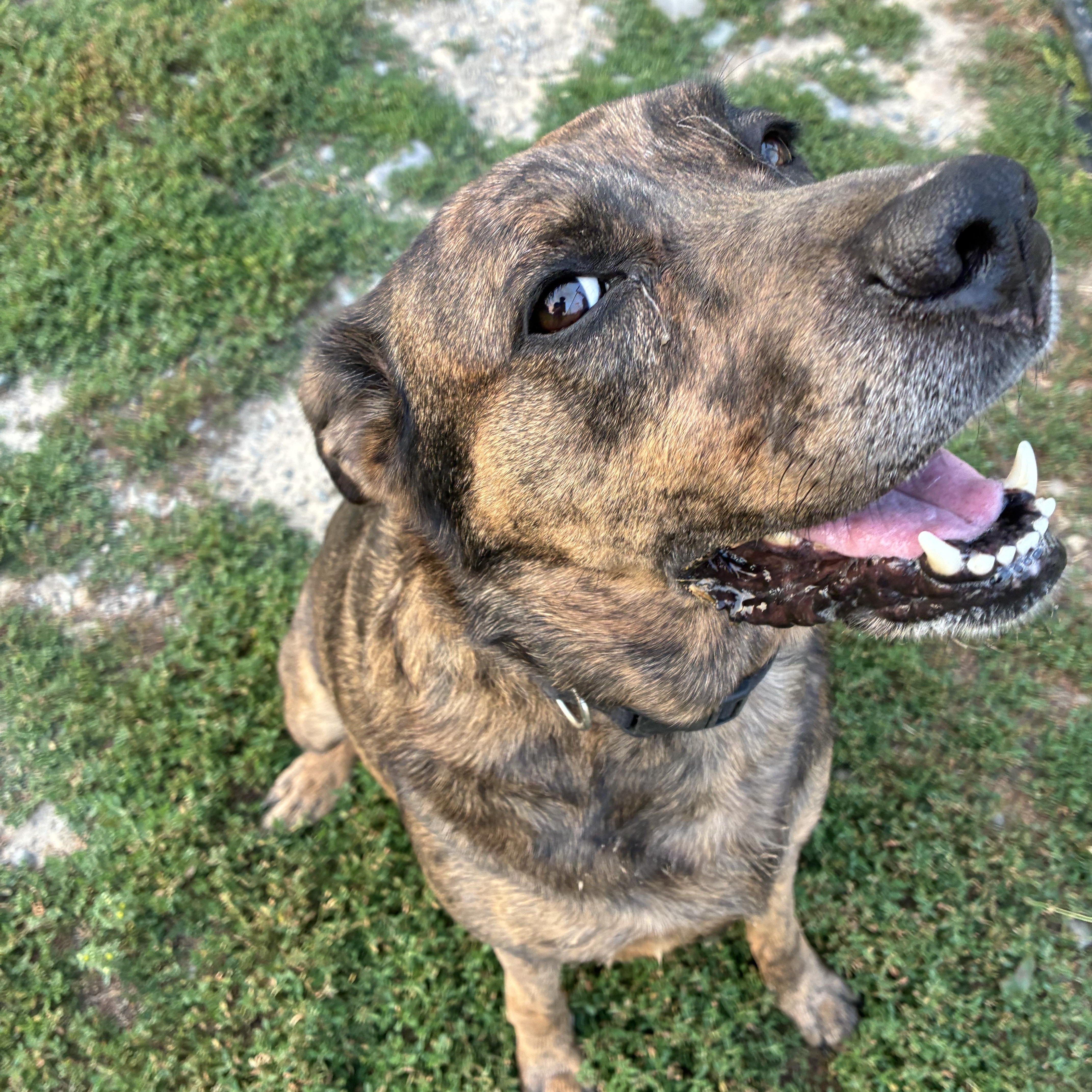 Enlarge Kali, a ADOPTABLE mixed breed in Bonners Ferry, ID image 2/5