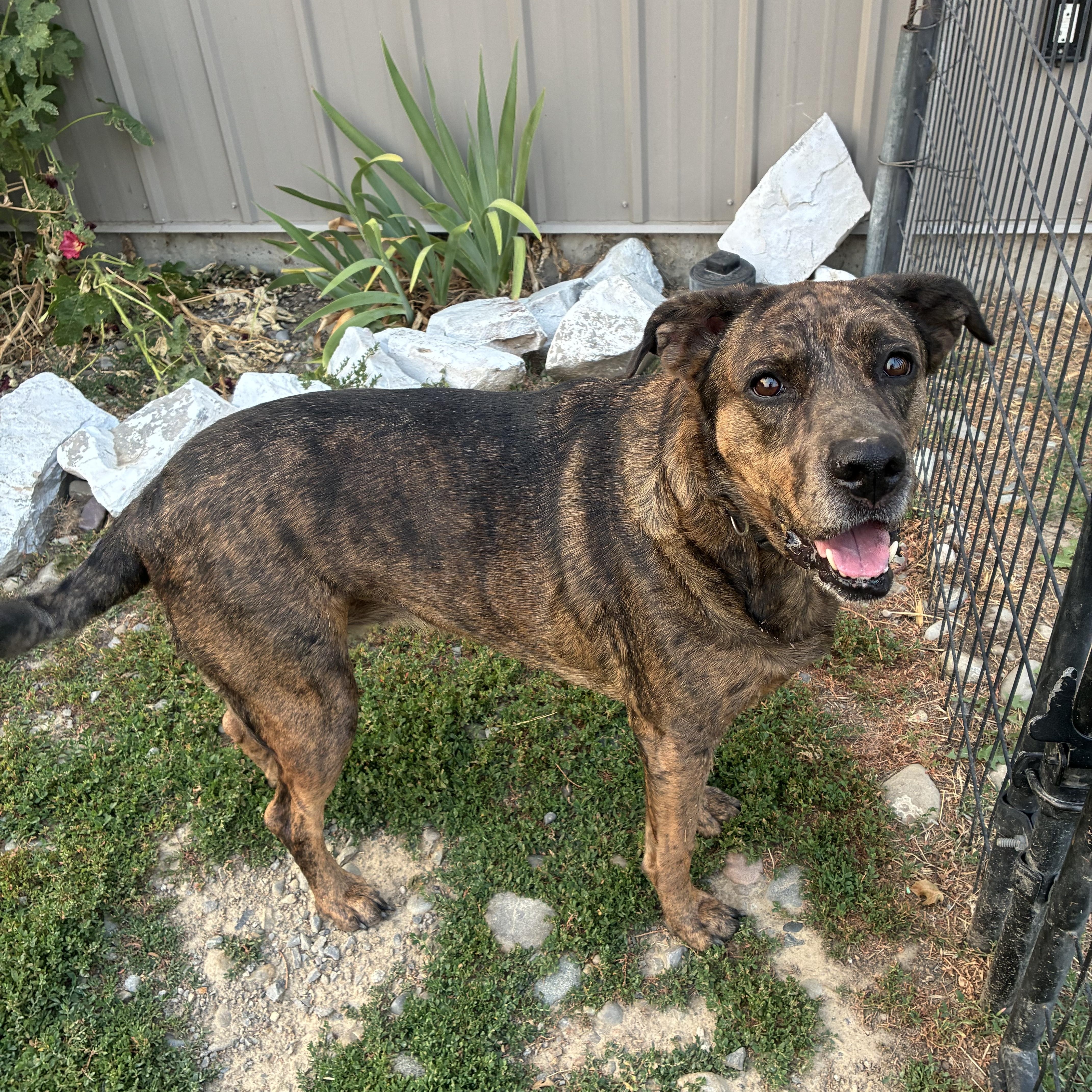 Kali, ADOPTABLE, Adult Female Mountain Cur.