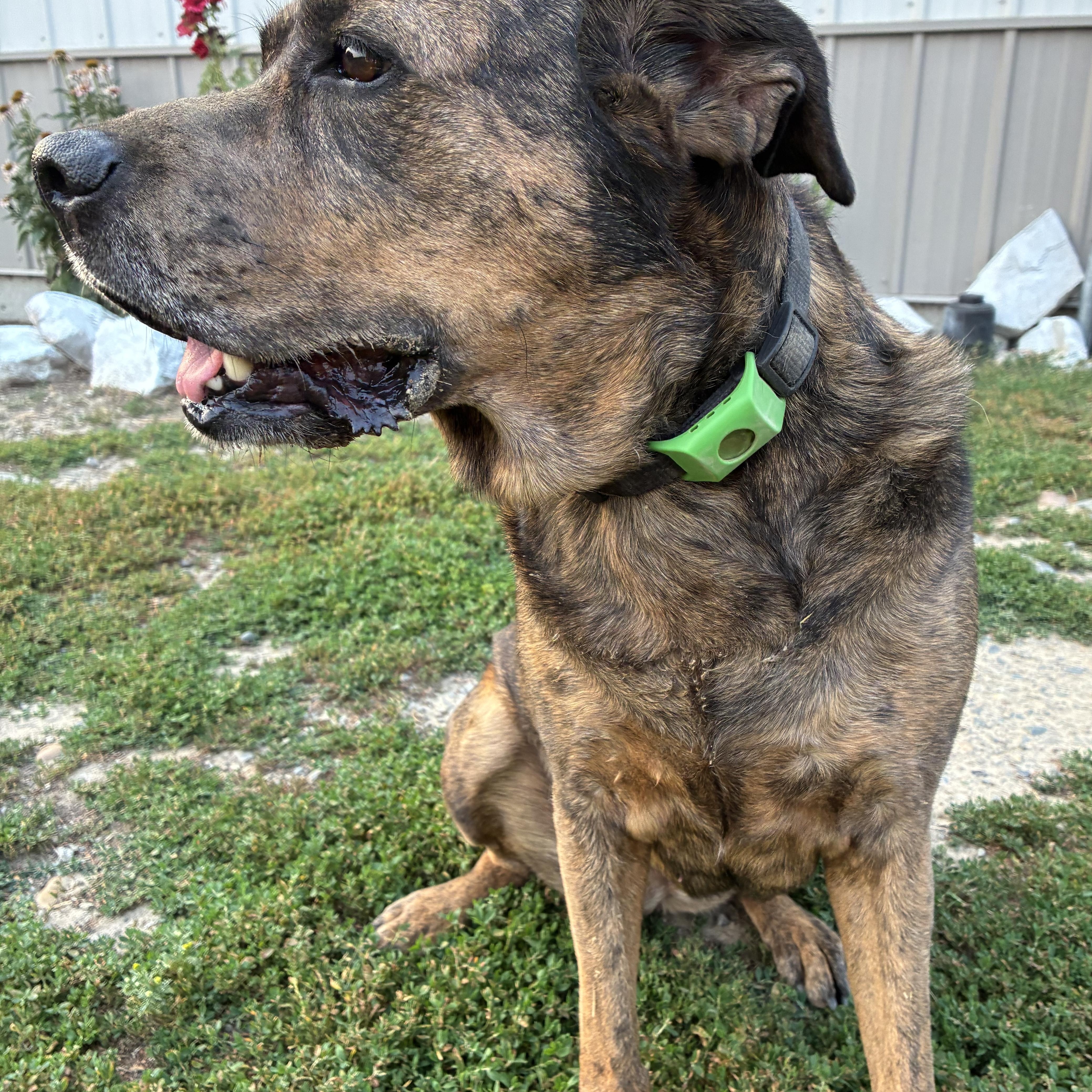 Enlarge Kali, a ADOPTABLE mixed breed in Bonners Ferry, ID image 5/5