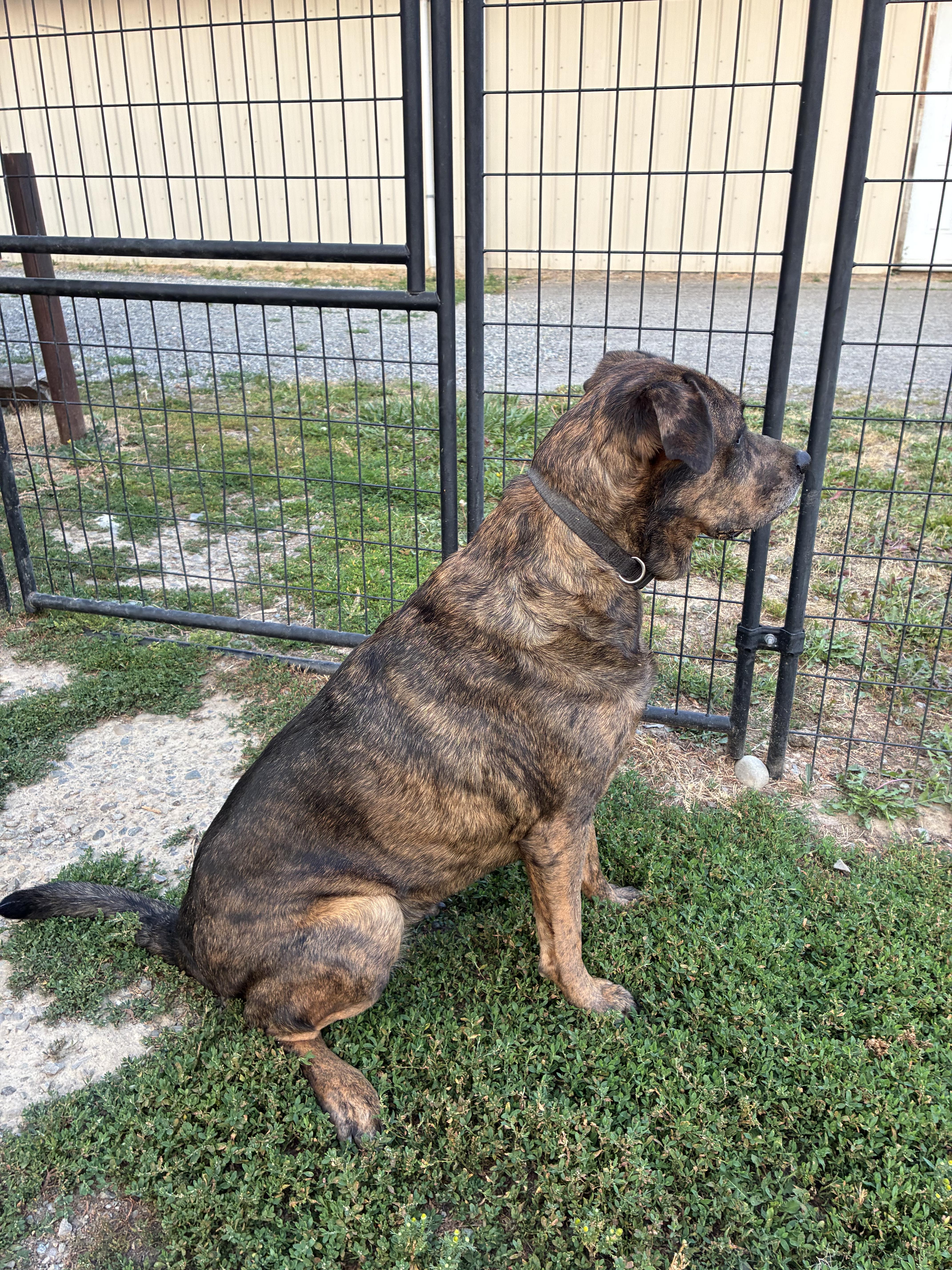 Enlarge Kali, a ADOPTABLE mixed breed in Bonners Ferry, ID image 4/5