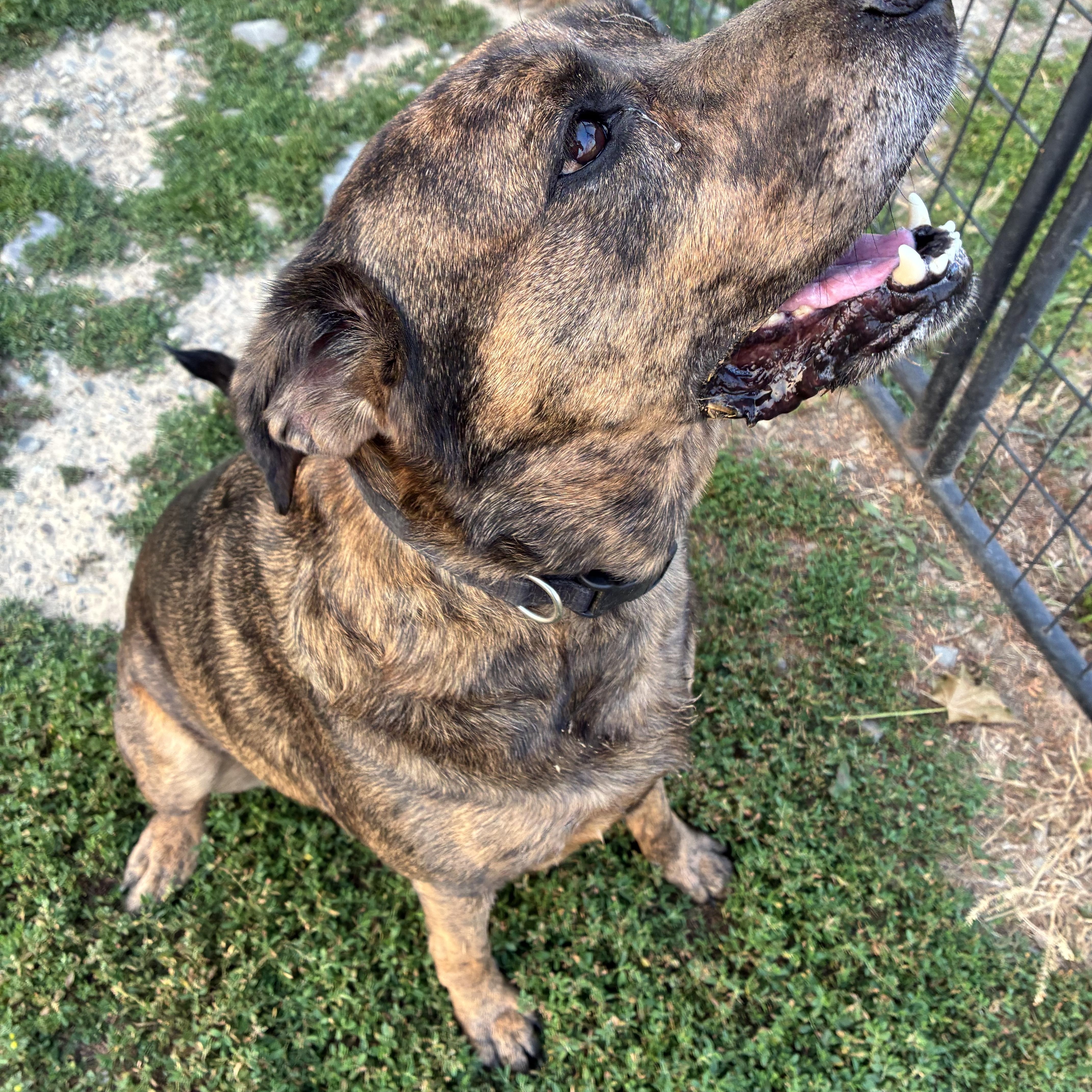 Enlarge Kali, a ADOPTABLE mixed breed in Bonners Ferry, ID image 3/5