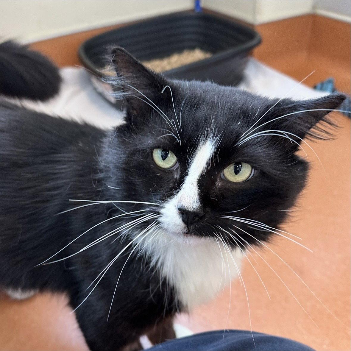 Fred, Adoptable, Adult Male Domestic Medium Hair.