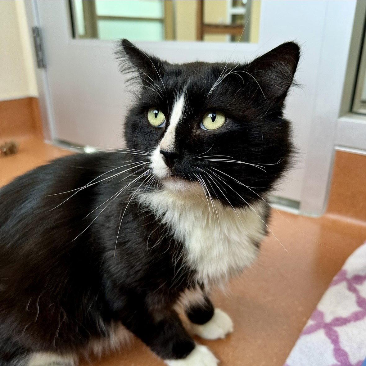 Enlarge Fred, a Adoptable Domestic Medium Hair in Burlingame, CA image 2/3