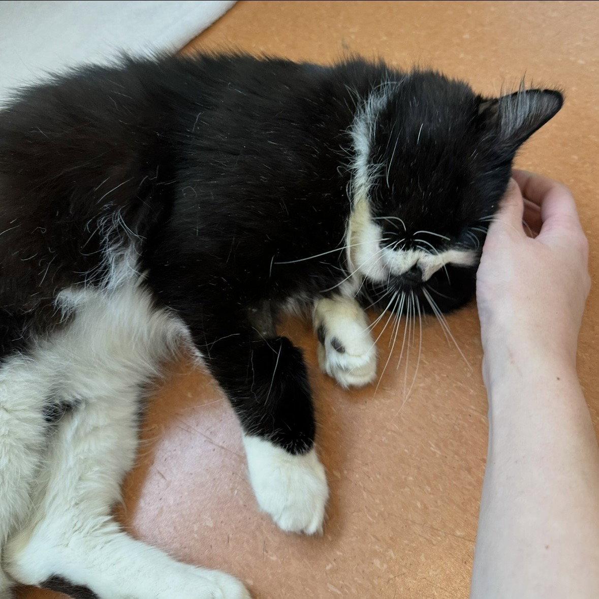 Enlarge Fred, a Adoptable Domestic Medium Hair in Burlingame, CA image 3/3