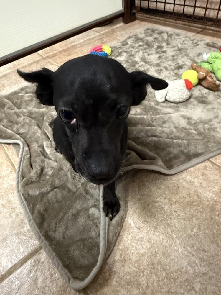 Enlarge The Doxies : Daisy, a Adoptable mixed breed in Osgood, IN image 2/3