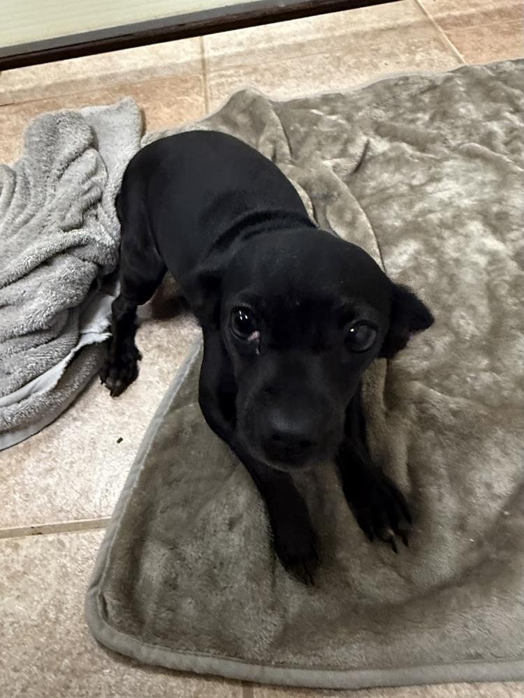 Enlarge The Doxies : Daisy, a Adoptable mixed breed in Osgood, IN image 3/3