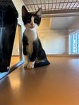 Enlarge Caos and Tippy, a Adoptable Domestic Short Hair in Sterling, CO image 2/2