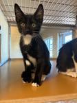 Caos and Tippy, Adoptable, Kitten Male Domestic Short Hair.