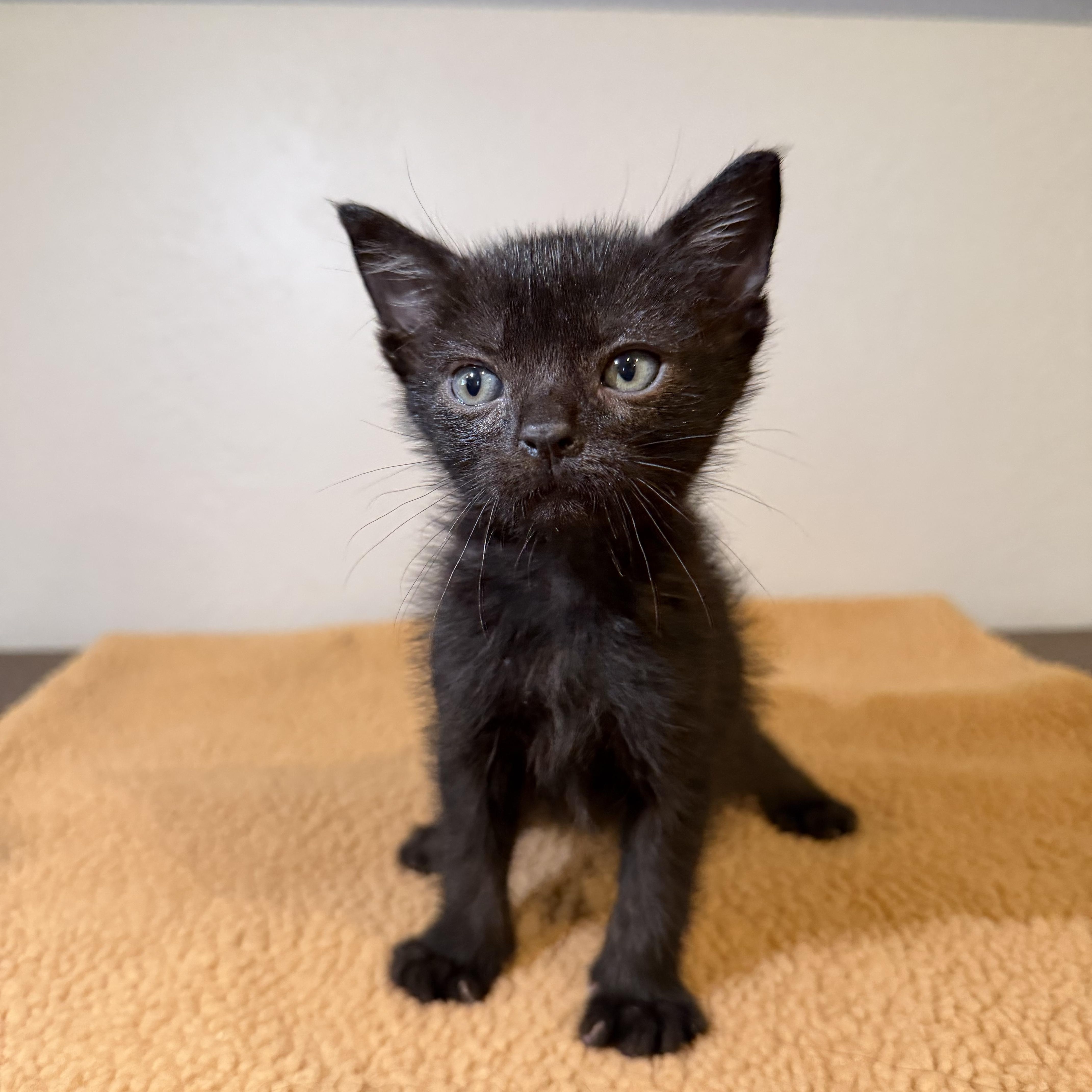Juniper, Adoptable, Kitten Male Domestic Short Hair.