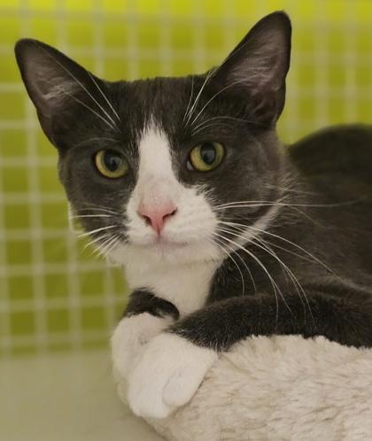 Enlarge Denali, an adoptable mixed breed in New York, NY image 4/6