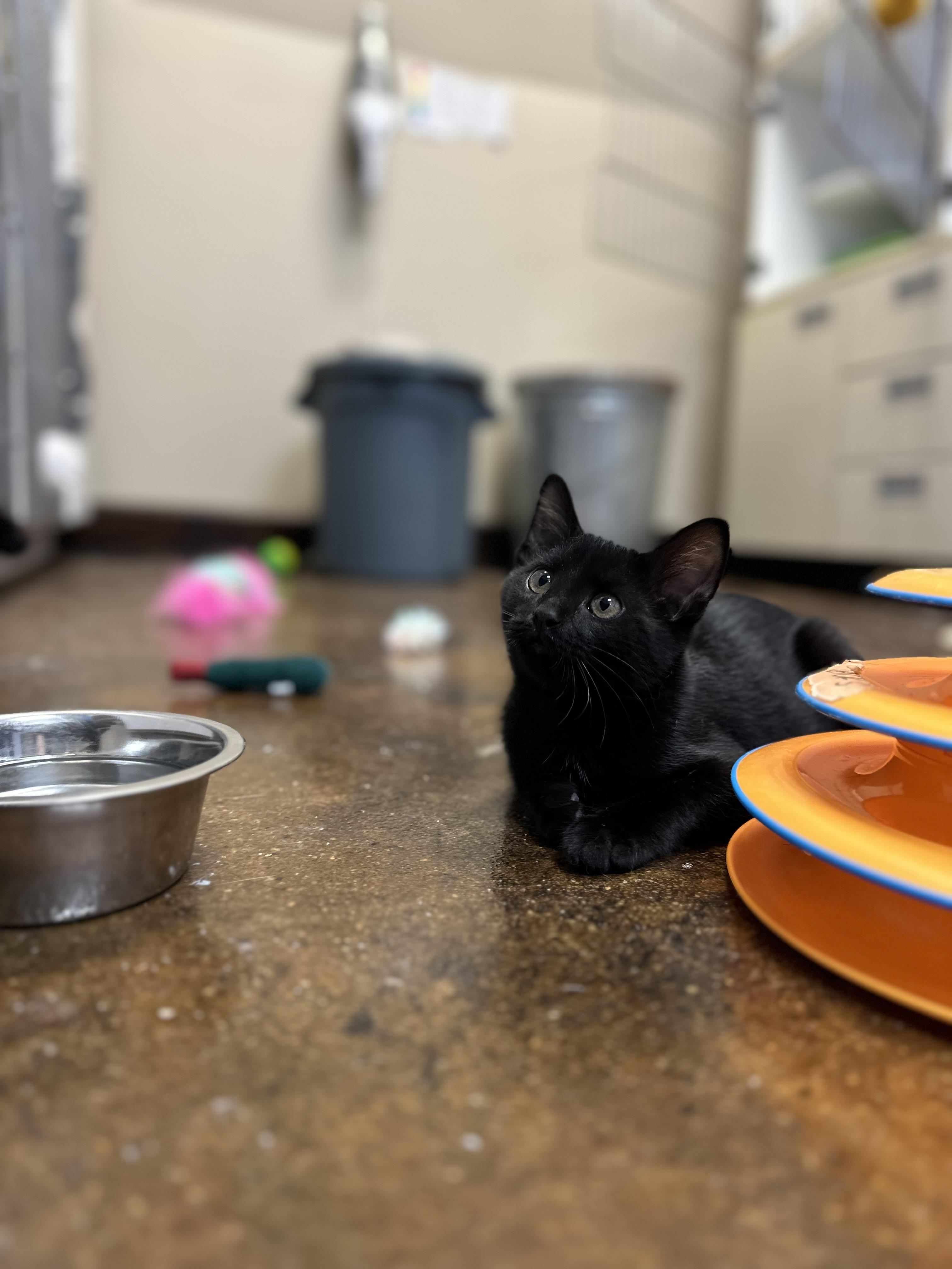 Ramen, Adopted, Kitten Male Domestic Short Hair.