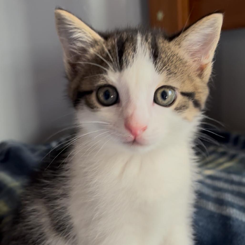 Malachite, Adoptable, Kitten Male Domestic Short Hair.